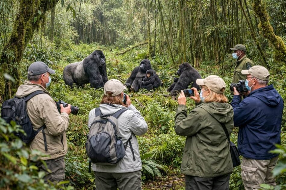 Guide to Gorilla Trekking Permits and Tours in Rwanda